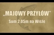 Sum 2,05 metra złowiony w Wiśle