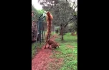 Udany skok tygrysi