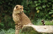 Sekret szybkości geparda tkwi w jego mięśniach