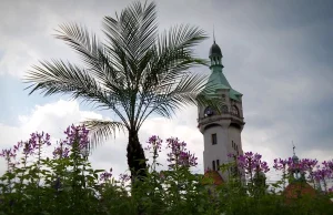 Palmy ozdobiły Plac Zdrojowy w Sopocie