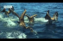 Film ukazujący niezwykły sposób polowania pelikanów brunatnych.