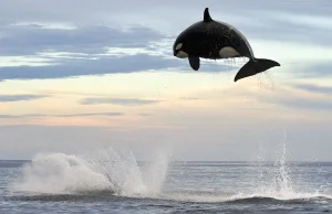 8 tonowa orka skacze na ponad 4 metry nad wodą