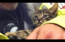 Ratowanie kotka uwięzionego w kanale burzowym