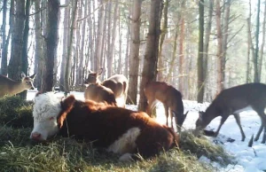 Mała krówka ucieka z rzeźni i zostaje przygarnięta przez rodzinę jeleni w lesie