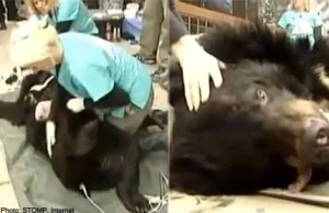 O tym jak chińska niedźwiedzica swe młode od życia w niedoli uchronić chciała|En