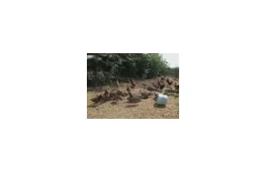 Uwaga! TVN - Wideo - Kolejne martwe kury znalezione na terenie fermy w...