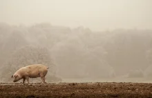 W Chinach wyhodowano świnię ważącą więcej od niedźwiedzia polarnego