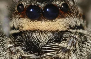 Skamielina sprzed 300 mln lat ujawnia początki pająków