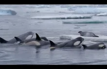 Polowanie orki oceanicznej na foki – BBC Earth