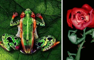 Bodypainting