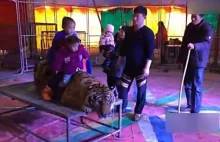 W chińskim cyrku związali tygrysa by robić zdjęcia z dziećmi