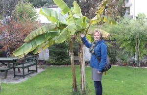 Banany w ogródku w Kołobrzegu. Ocieplenie klimatu staje się faktem!
