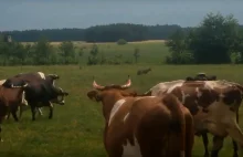 Wilk podszedł do stada krów, potem ruszył do koni