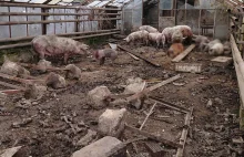 Głodzone świnie i kozy, hodowane w... starej szklarni. Przerażający widok