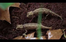 Brookesia Thieli - Rodzina najmniejszych kameleonów na świecie
