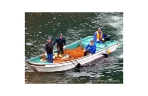 Pierwsze wymordowane walnie(delfiny) w zatoce Taiji - Japonia
