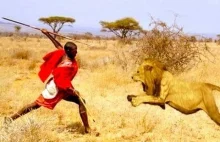 Jak zabrać lwu posiłek bez walki