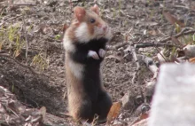 Na Dolnym Śląsku wciąż można spotkać chomika giganta!