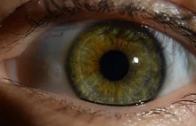 Oko ludzkie w skali makro