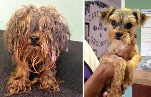 16 zdjęć psów przed i po udzieleniu pomocy
