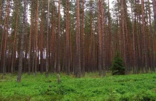 Europejska gospodarka leśna nie chroni klimatu - Popularna Nauka
