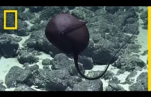 Dziwne stworzenie na dnie oceanu