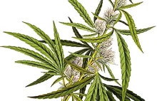 Marihuana - zielone złoto Holandii