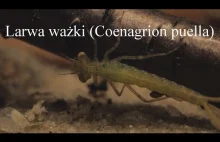 Larwa ważki (Coenagrion puella). Atak na inną larwę.