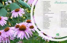 Kiedy i jakie zioła zbierać ? Kalendarz zbioru ziół i surowców zielarskich w PDF