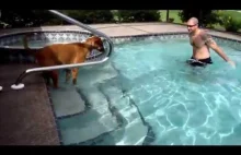Pies uczy się pływać