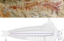Po raz pierwszy odnaleziono skamielinę z tak dobrze zachowanym układem nerwowym