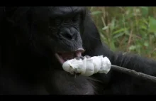 Szympans przygotowuje ognisko, a następnie opieka nad nim marshmallow