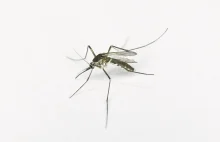 Komary pamiętają. Badania dowodzą, że te owady mogą się nawet bać.