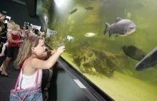 Gigantyczne akwarium w Gliwicach otwarte! Nurek pływa z rybami [ZDJĘCIA]