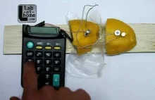 Kalkulator zasilany z cytryny