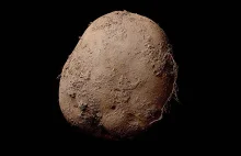 To zdjęcie ziemniaka zostało sprzedane za ponad $1,000,000