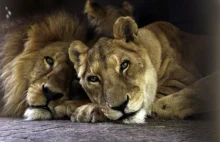 Lew i lwica leżą w klatce na granicy argentyńsko-paragwajskiej - zdjęcie