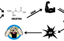 Kreatyna: działanie, dawkowanie i skutki uboczne