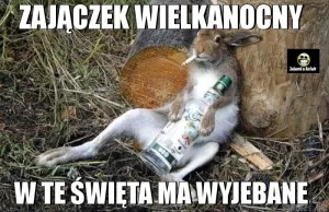 Zajączek...