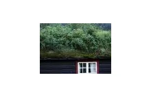 Zielone dachy w Norwegii