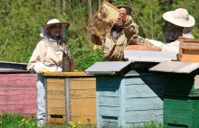 Dość zatruwania naszych pszczół! - pszczelarze zakładają społeczną straż