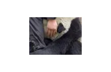 Przerażona panda po trzęsieniu ziemi (PIC)