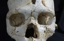 Najstarsze odkryte zabójstwo - czaszka ofiary sprzed 430 tysięcy lat