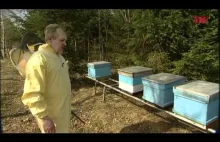Trochę o pszczelarstwie.