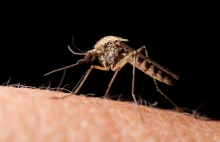 • Dlaczego w tym roku nie ma komarów?