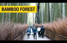 Niesamowity Las Bambusowy w Arashiyama