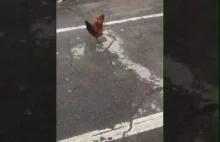 Jak kurczak przeszedł przez drogę