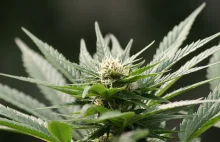 K. Łanda: Legalizacja marihuany może pomóc w walce z dopalaczami