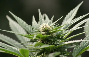 K. Łanda: Legalizacja marihuany może pomóc w walce z dopalaczami