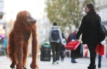 Po ulicach Londynu błąka się orangutan - to akcja związana z olejem palmowym